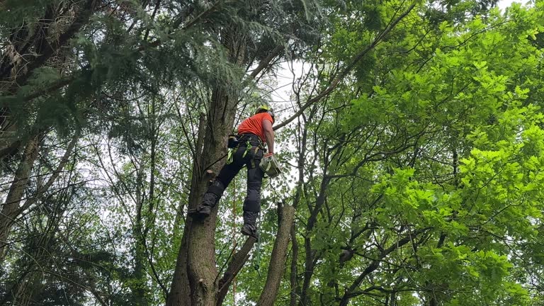 How Our Tree Care Process Works  in  Lyman, WY